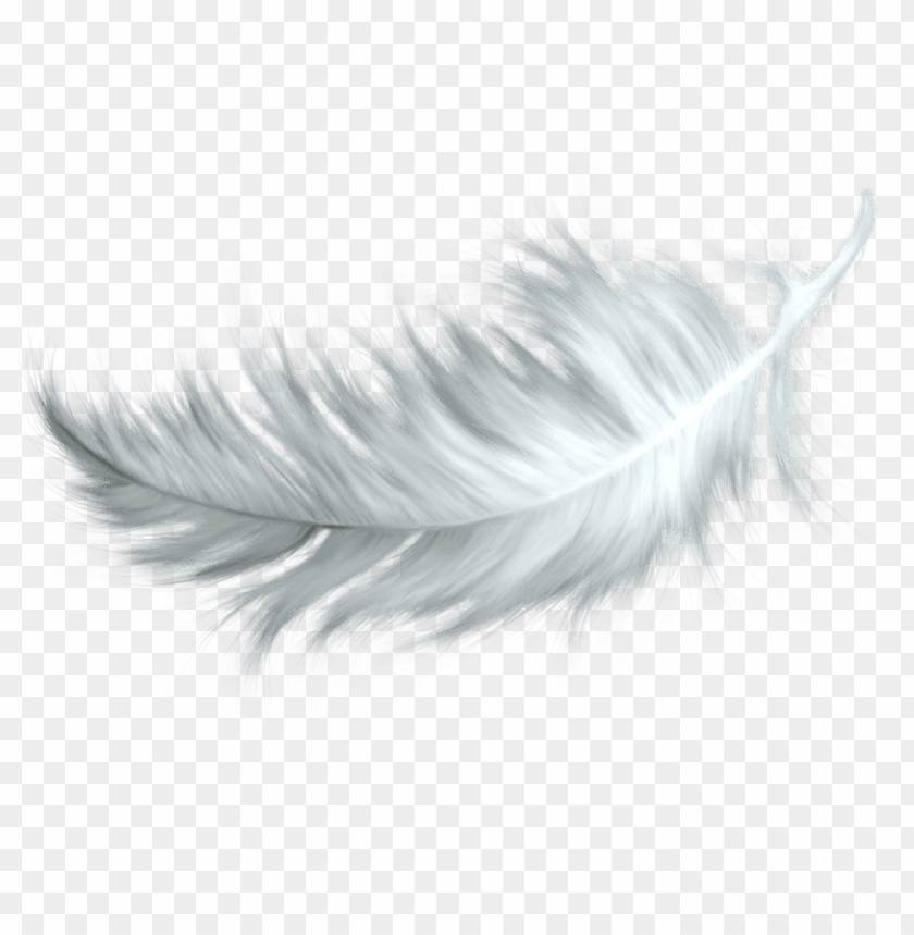 white, feather, transparent, png