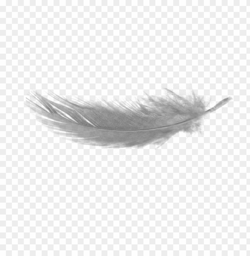 white, feather, download, png, no, background