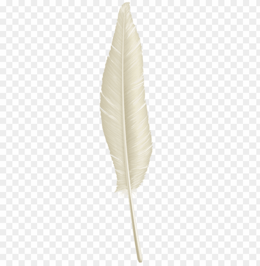 white feather transparent