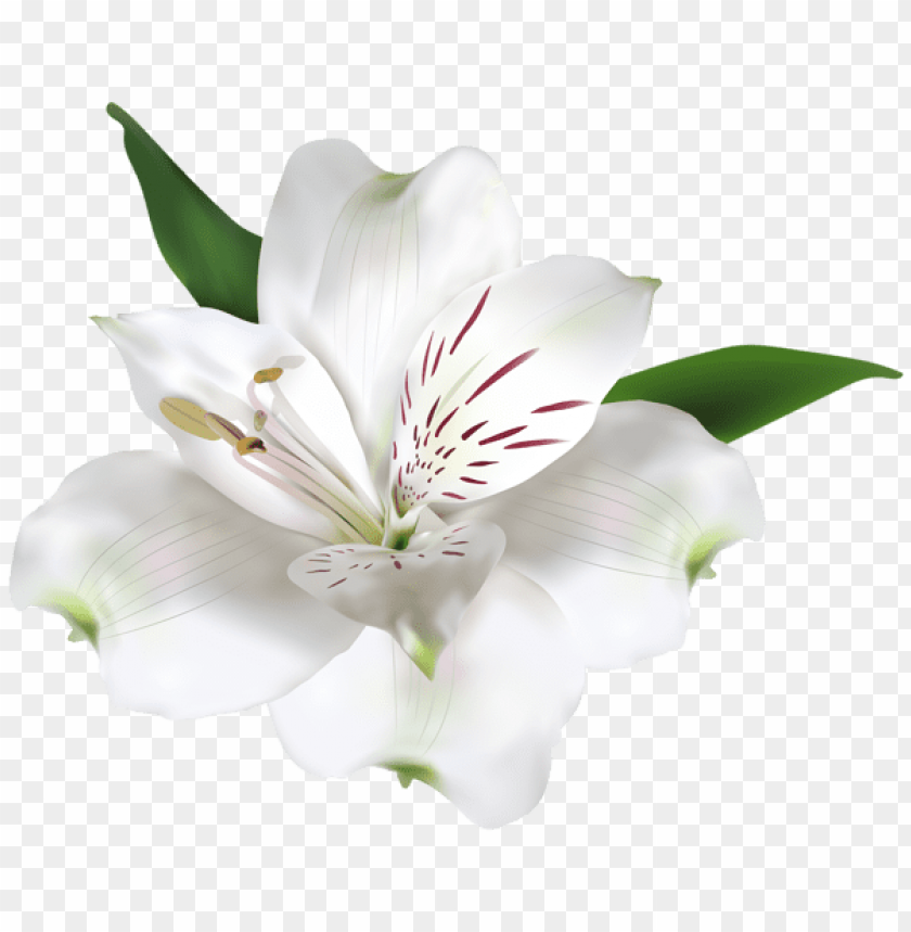 white flower transparent