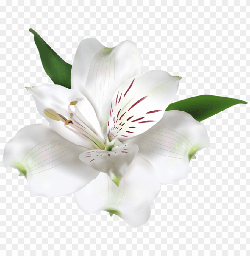 white flower transparent background