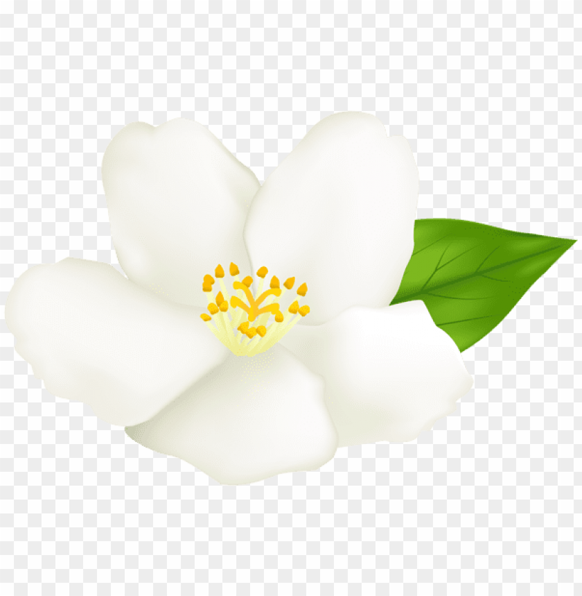 PNG image of white flower transparent with a clear background - Image ID 43882