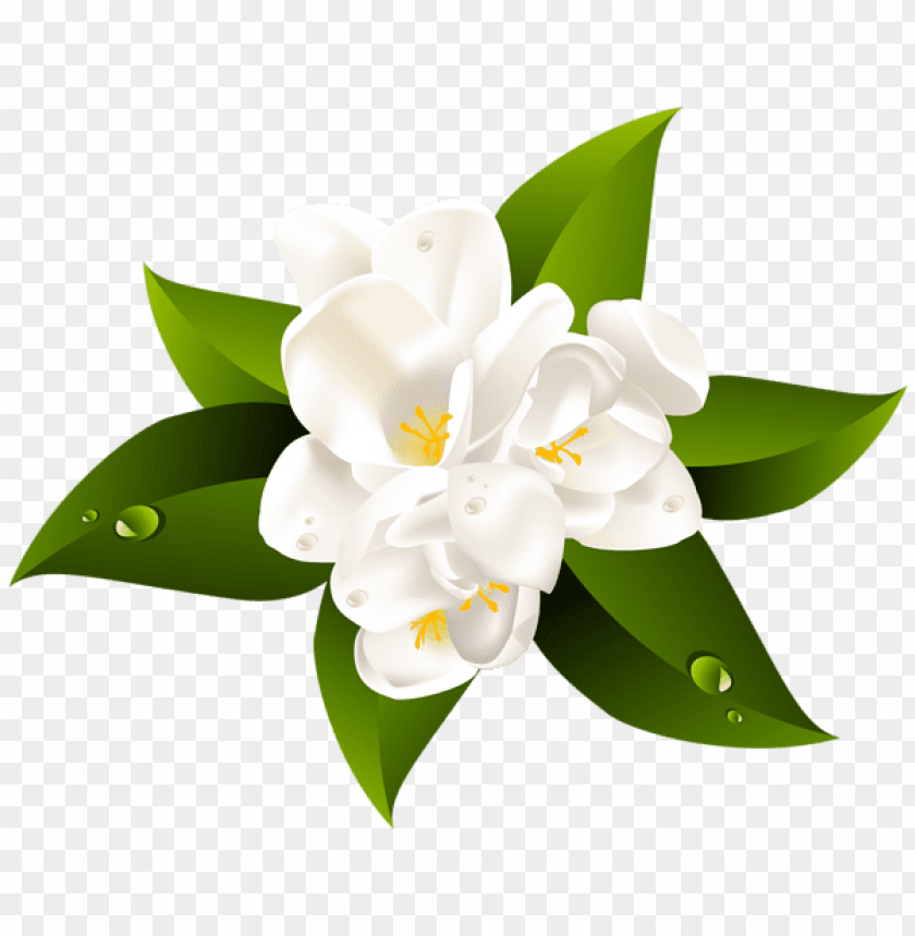 Transparent Background White Flower Clipart Png - Get Images Four