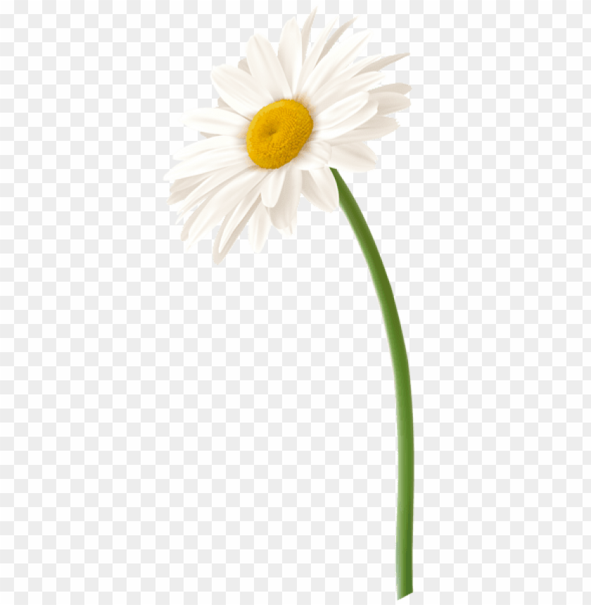 white gerbera flower