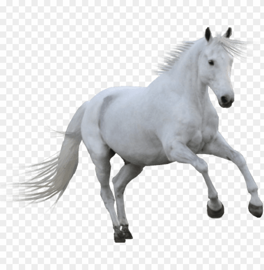 animals, horses, white horse, 
