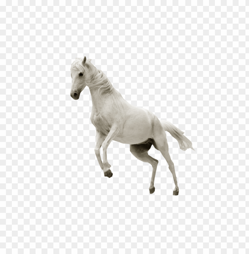 
horse
, 
jumping
, 
white horse
, 
mount
, 
knight
, 
hackney
, 
prad
