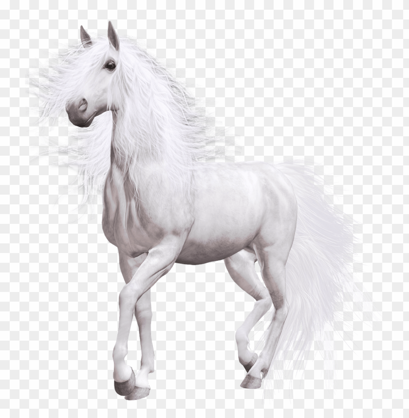horse, white