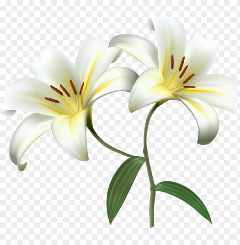 white lilium flower decorative transparent