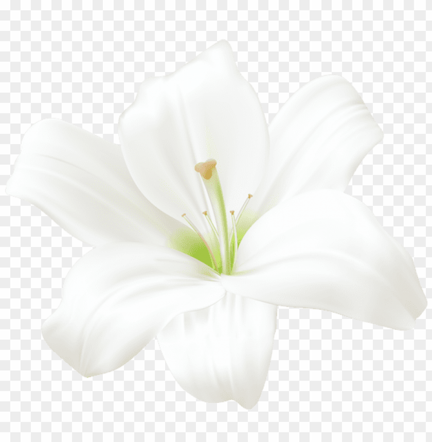Download White Lily Png Images Background Toppng