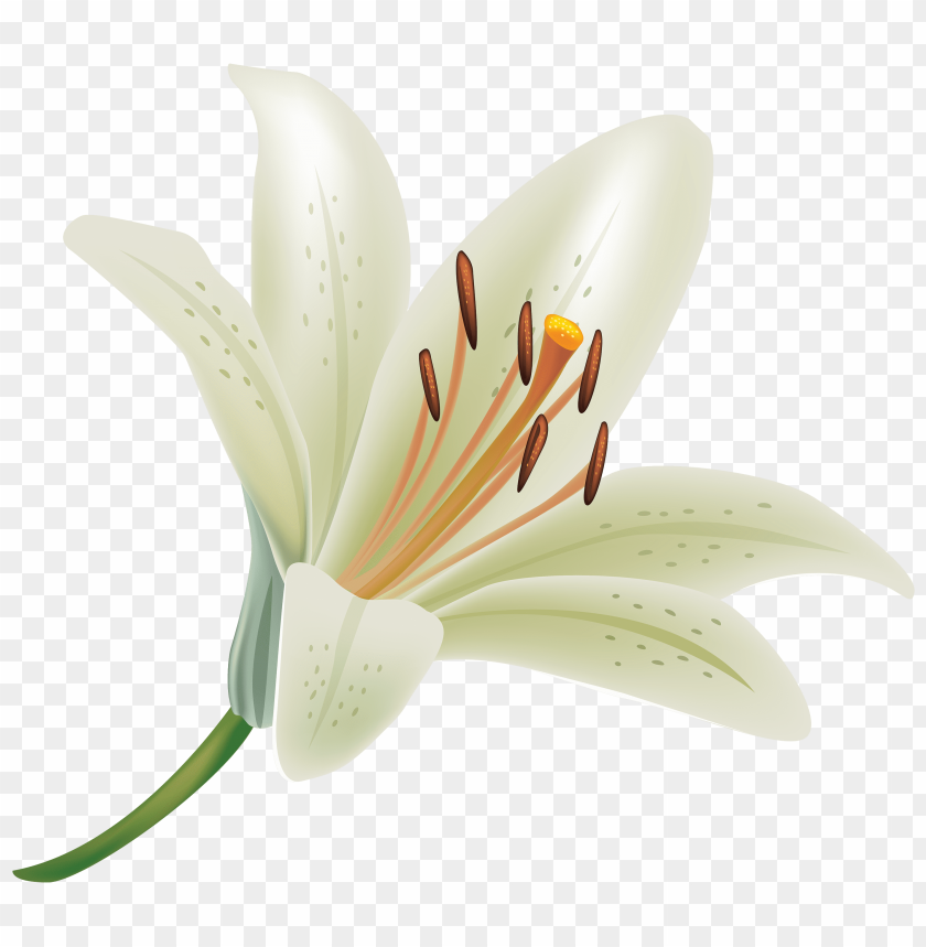 flower, lily, white