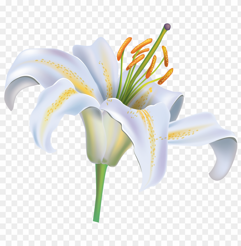 flower, lily, white