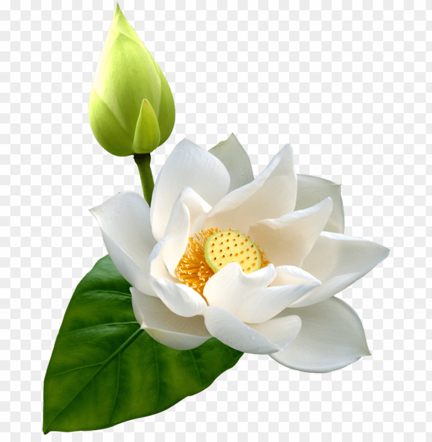 lotus, white