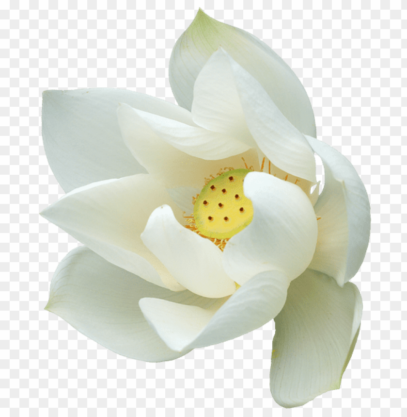 Download White Lotus Png Images Background Toppng