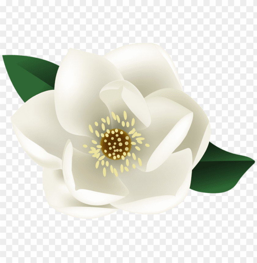 white magnolia flower png clip art image - white magnolia clip art PNG image with transparent background@toppng.com