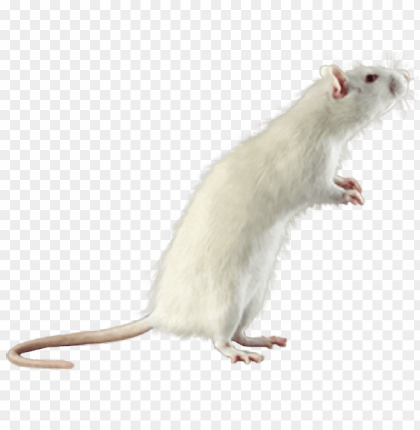 mouse, white