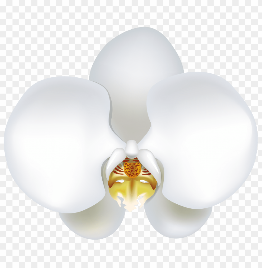 orchid, white