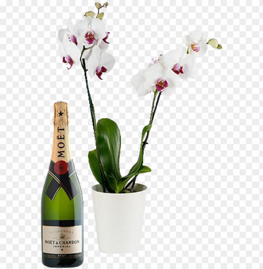 free PNG white orchid & champagne - luis duarte artefacto touriga nacional selected harvest PNG image with transparent background PNG images transparent
