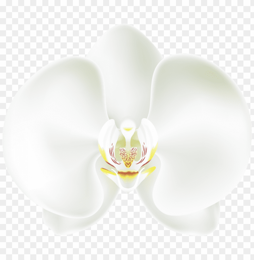 white orchid png