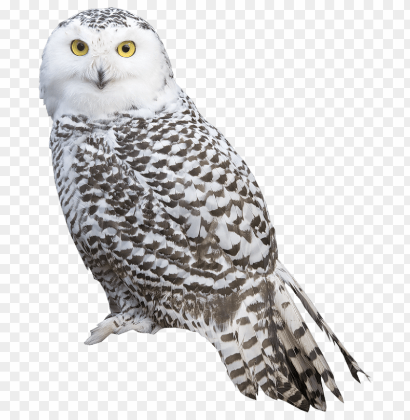 Download Download White Owl Clipart Png Photo Toppng