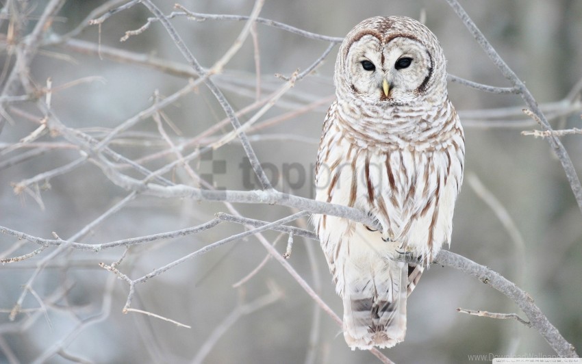 white owl wallpaper background best stock photos | TOPpng