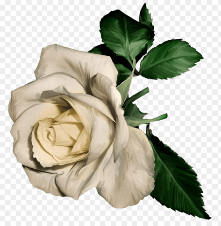 white painted rose