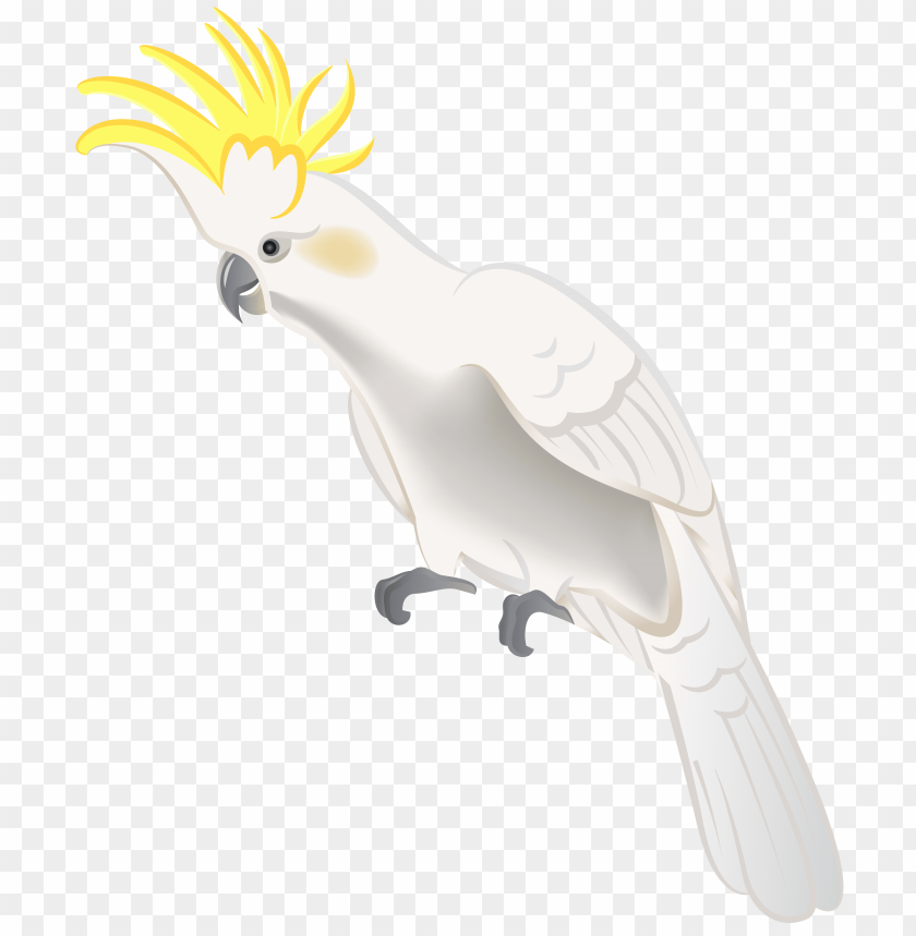 parrot, white