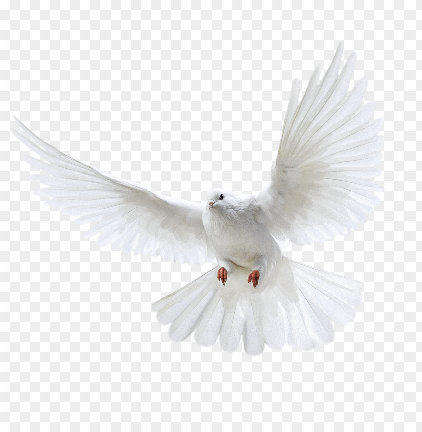 
white
, 
pigeon
, 
png
, 
flying
