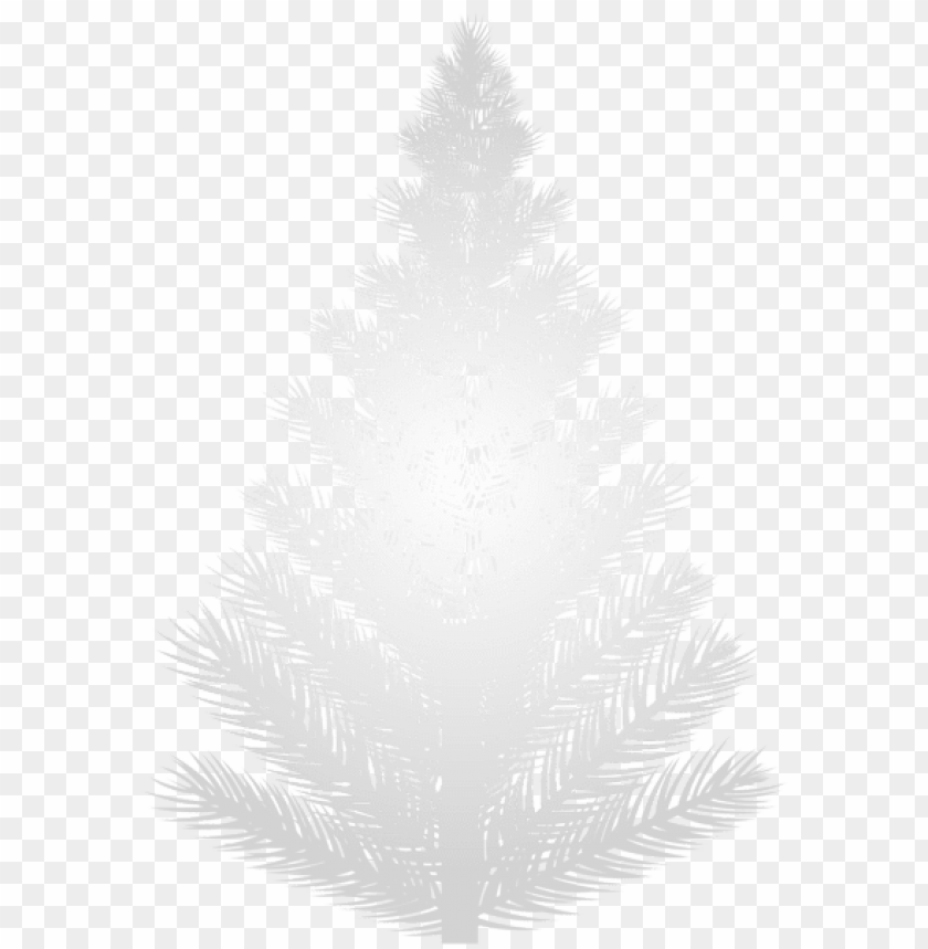 white pine tree png