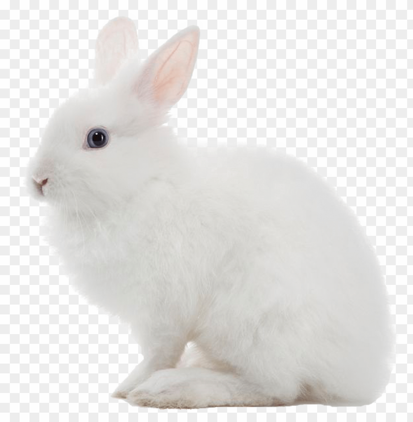 
rabbit
, 
bunny
, 
sitting
, 
white rabbit sitting
, 
cute

