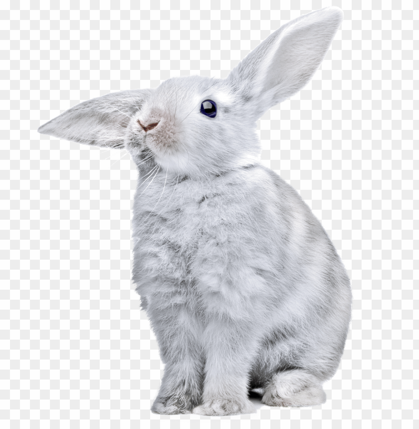 free PNG Download white rabbit with huge ears png images background PNG images transparent