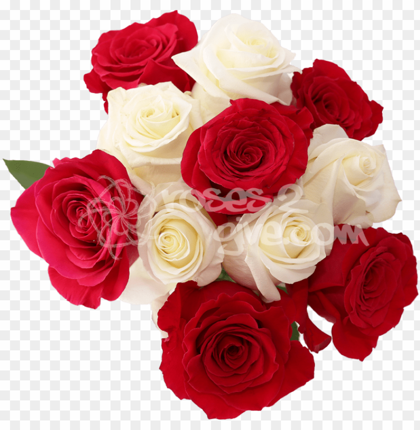 white red combination white and red rose flowers images PNG transparent with Clear Background ID 228279