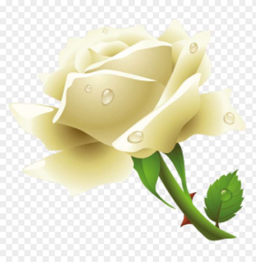 Download White Rose Png Images Background Toppng