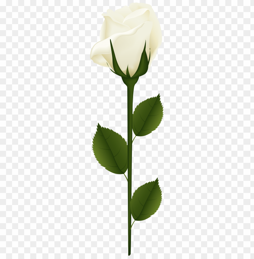 rose, white