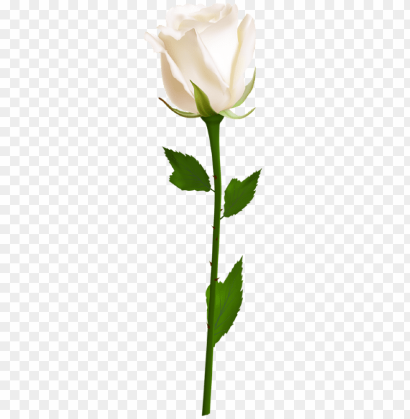 PNG Image Of White Rose With A Clear Background - Image ID 43298 | TOPpng