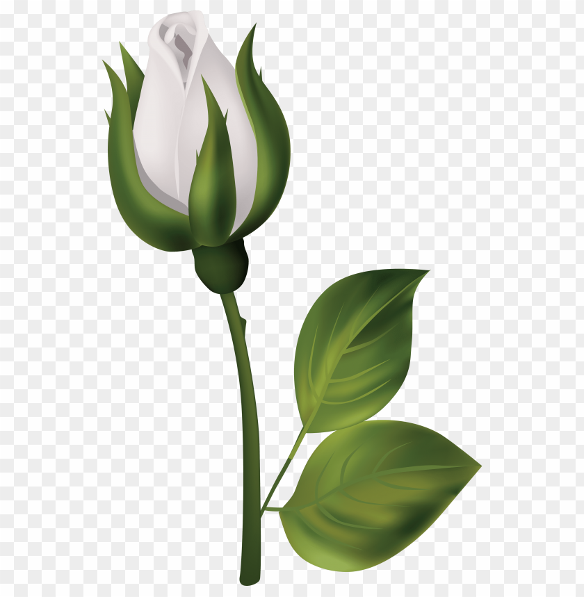 White Rose Bud Clipart Png Photo - 32335 | TOPpng