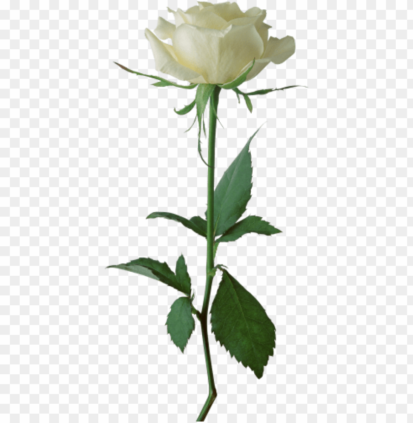 Download White Rose Transparent Png Images Background Toppng