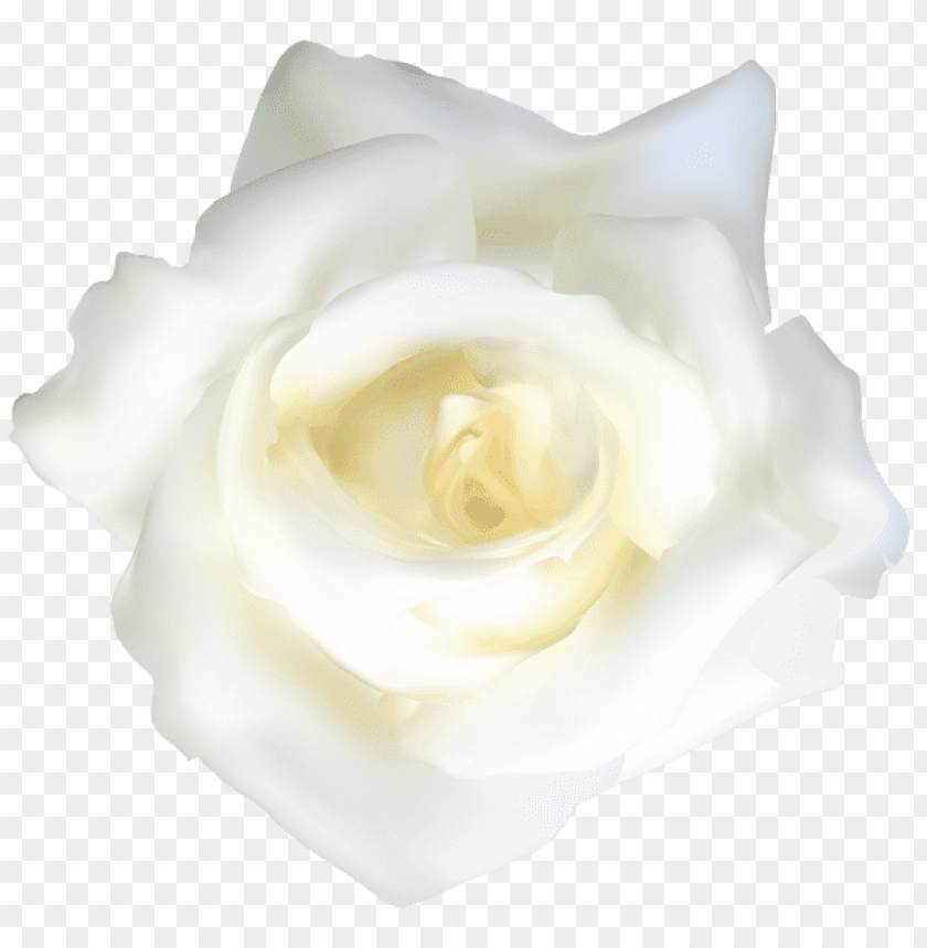 white rose transparent