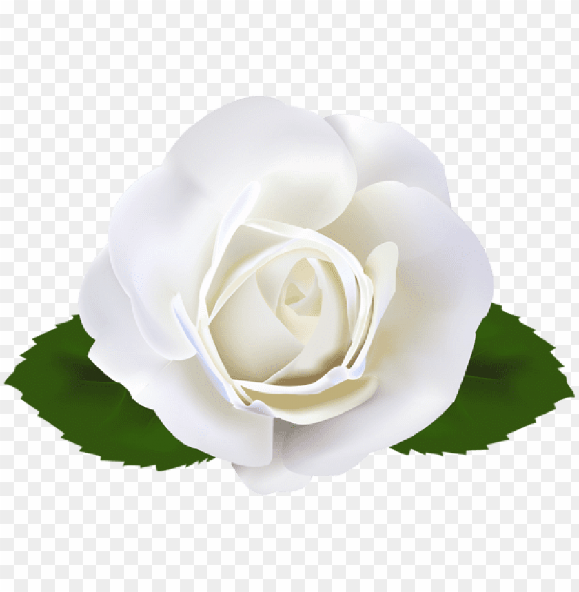white rose transparent