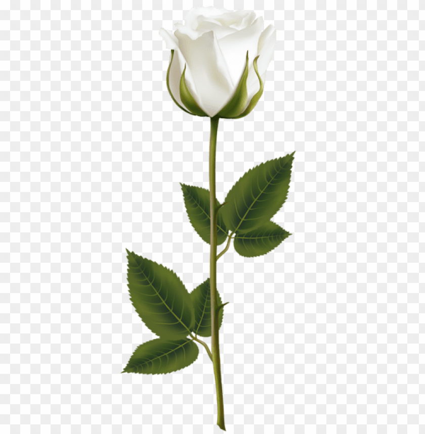 white rose with stem