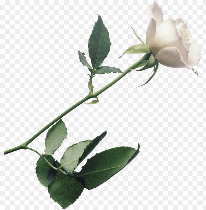 
white roses
, 
woody perennial flowering
, 
flower it bears
, 
flowers
