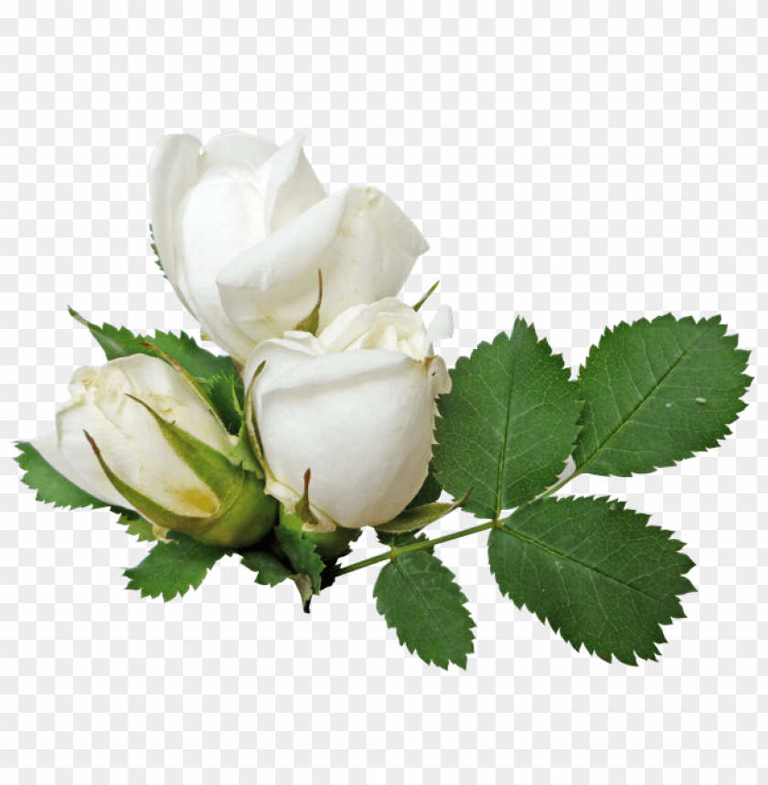 PNG Image Of White Roses With A Clear Background - Image ID 18276 | TOPpng