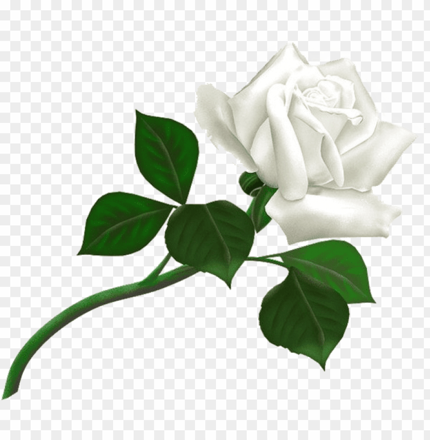 White Roses Clipart Png Photo - 27409 | TOPpng