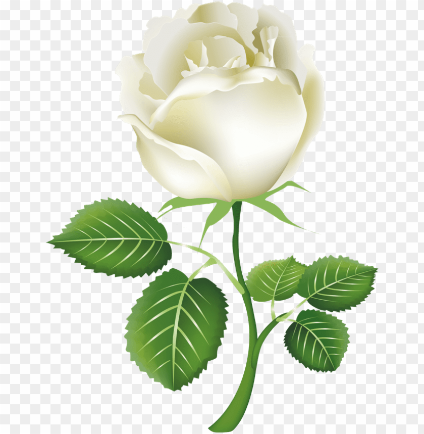 White Roses Clipart Png Photo - 27410 | TOPpng