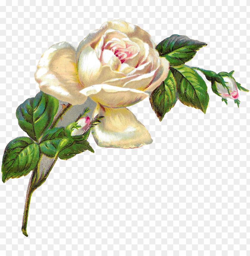 White Roses PNG Image With Transparent Background | TOPpng