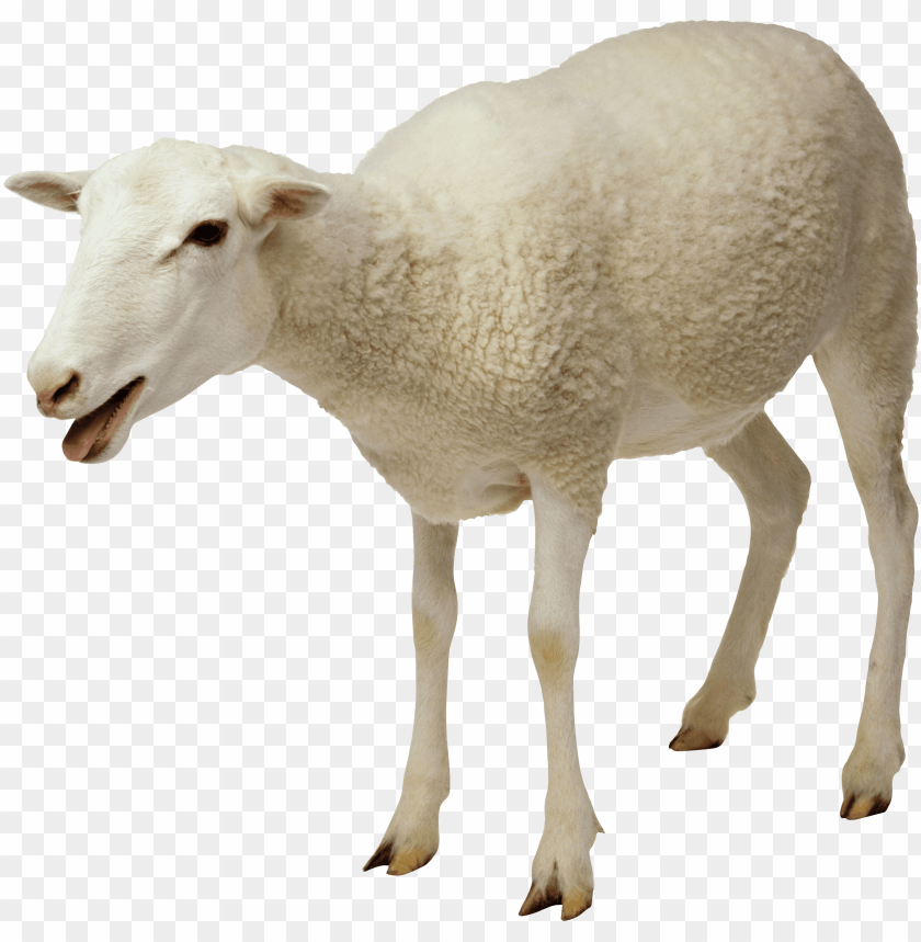 animals, sheep, white sheep, 