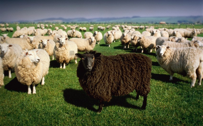 white sheep black sheep background best stock photos - Image ID 129859