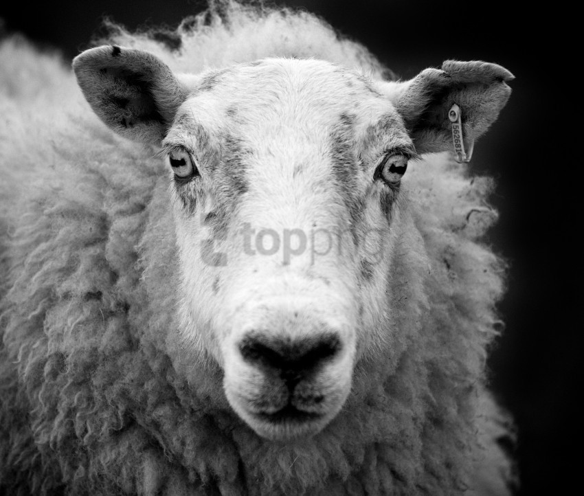 White Sheep Black Sheep Background Best Stock Photos