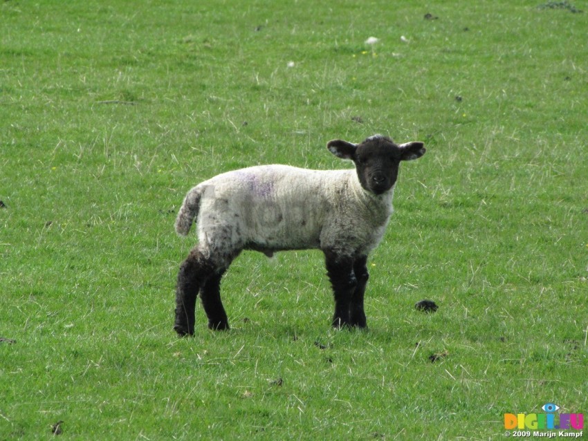 white sheep black sheep background best stock photos - Image ID 129870
