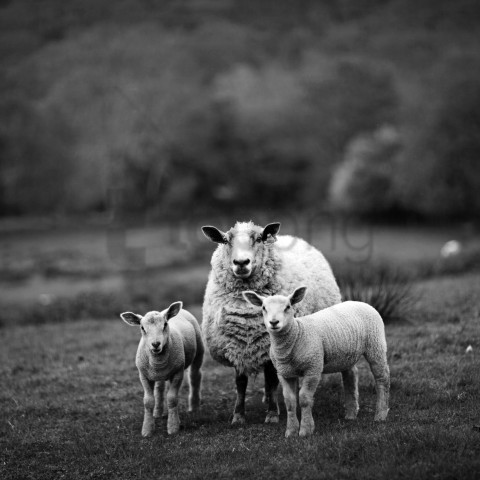 White Sheep Black Sheep Background Best Stock Photos  TOPpng