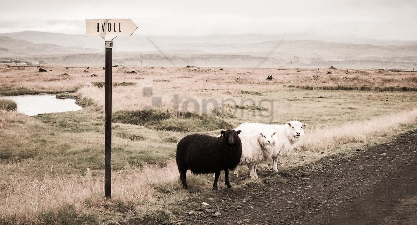 white sheep black sheep background best stock photos - Image ID 129874